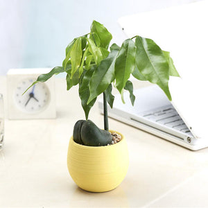 Colorful Cute Plant Flower Pot - stilyo