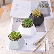 Load image into Gallery viewer, Hexagon Ceramic Planters Set - 4 Pieces - stilyo
