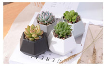 Load image into Gallery viewer, Hexagon Ceramic Planters Set - 4 Pieces - stilyo
