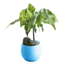 Load image into Gallery viewer, Colorful Cute Plant Flower Pot - stilyo
