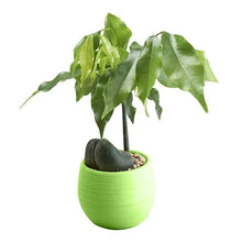 Load image into Gallery viewer, Colorful Cute Plant Flower Pot - stilyo
