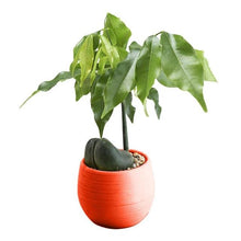 Load image into Gallery viewer, Colorful Cute Plant Flower Pot - stilyo
