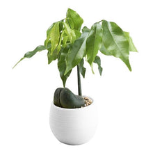 Load image into Gallery viewer, Colorful Cute Plant Flower Pot - stilyo
