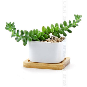 Bamboo Wooden Shaped Pot/Plant Trays - stilyo